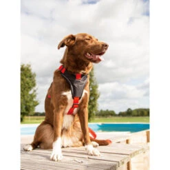 Beeztees Parinca Premium Y-Geschirr -Happy Hundchen Geschaft beeztees parinca premium y tuig 199580 0500 none