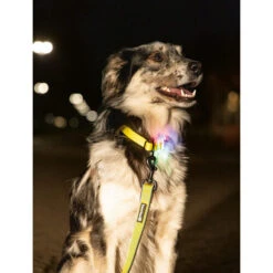 Beeztees Safety Gear Parinca Premium Halsband -Happy Hundchen Geschaft beeztees safety gear parinca premium halsband 215003 0500 none