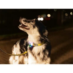 Beeztees Safety Gear Parinca Premium Halsband -Happy Hundchen Geschaft beeztees safety gear parinca premium halsband 215015 0500 none