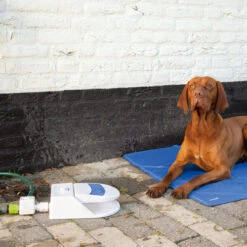 Beeztees Splashy Water Fountain 10 Beeztees Splashy Water Fountain -Happy Hundchen Geschaft beeztees splashy waterfontein 163285 0500 none