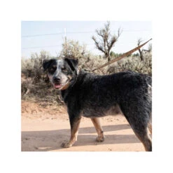 Carhartt Journeyman Leash -Happy Hundchen Geschaft carhartt journeyman leash 187047 0500 none