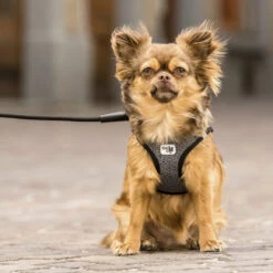 Curli Vest Harness Merino 19 Curli Vest Harness Merino -Happy Hundchen Geschaft curli vest harness merino black 175270 0500 none