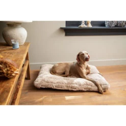 Designed By Lotte Xanti Hundekissen -Happy Hundchen Geschaft designed by lotte xanti hondenkussen 188127 0500 none