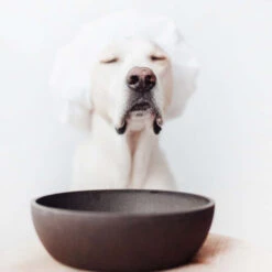 District 70 Bamboo Hundenapf -Happy Hundchen Geschaft district 70 bamboo voerbak voor honden 207695 0500 none