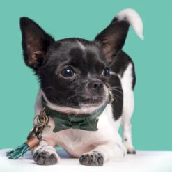 DWAM Halsband Bowie -Happy Hundchen Geschaft dwam bowie halsband 186562 0500 none