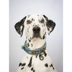 DWAM Halsband Boho Juan 8 DWAM Halsband Boho Juan -Happy Hundchen Geschaft dwam halsband boho juan 132080 0500 none