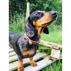 DWAM Halsband Boho Rosa -Happy Hundchen Geschaft dwam halsband boho rosa 132071 0500 none