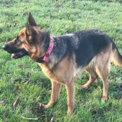 DWAM Halsband Boho Rosa -Happy Hundchen Geschaft dwam halsband boho rosa 133652 0500 none