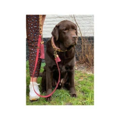 DWAM Halsband Lou Lou 9 DWAM Halsband Lou Lou -Happy Hundchen Geschaft dwam halsband lou lou 182185 0500 none