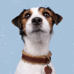 DWAM Halsband Teddy -Happy Hundchen Geschaft dwam halsband teddy 189220 0500 none