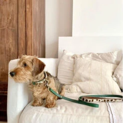 DWAM Hundeleine Ivy -Happy Hundchen Geschaft dwam hondenriem ivy 180700 0500 none