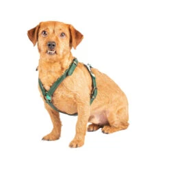 DWAM Hundegschirr Ivy -Happy Hundchen Geschaft dwam hondentuigje ivy 182743 0500 none
