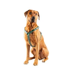 DWAM Hundegschirr Ivy -Happy Hundchen Geschaft dwam hondentuigje ivy 182746 0500 none