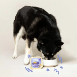 Edgard & Cooper Adult - Rind & Ente - Schälchen -Happy Hundchen Geschaft edgard cooper adult rund eend kuipje 168612 0500 none