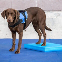 FitPAWS Balance Pad 8 FitPAWS Balance Pad -Happy Hundchen Geschaft fitpaws balance pad 176128 0500 none