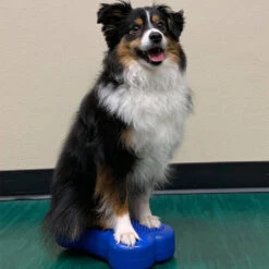 FitPAWS Bone Minis 7 FitPAWS Bone Minis -Happy Hundchen Geschaft fitpaws bone minis 177121 0500 none