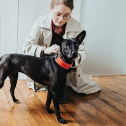 Hunter Halsband Divo -Happy Hundchen Geschaft hunter halsband divo 208013 0500 none