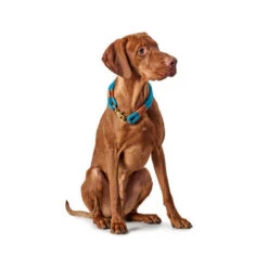 Hunter Halsband Oss 14 Hunter Halsband Oss -Happy Hundchen Geschaft hunter halsband oss 116343 0500 none