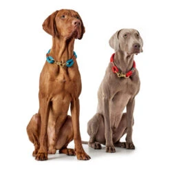 Hunter Halsband Oss 13 Hunter Halsband Oss -Happy Hundchen Geschaft hunter halsband oss 146099 0500 none