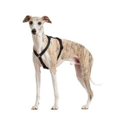 Hunter Vario Rapid Sicherheitsgeschirr - Schwarz 12 Hunter Vario Rapid Sicherheitsgeschirr - Schwarz -Happy Hundchen Geschaft hunter vario rapid veiligheidsharnas zwart 169507 0500 none