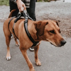 Hunter Sicherheitsgeschirr Maldon 25 Hunter Sicherheitsgeschirr Maldon -Happy Hundchen Geschaft hunter veiligheidsharnas maldon 221553 0500 none