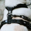 Hurtta Casual Harness 1 Hurtta Casual Harness -Happy Hundchen Geschaft hurtta casual harness 197201 0500 none