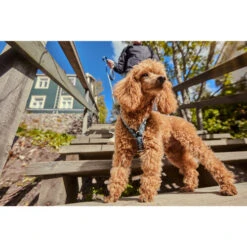 Hurtta Razzle Dazzle Y-Harness - Blackberry 6 Hurtta Razzle Dazzle Y-Harness - Blackberry -Happy Hundchen Geschaft hurtta razzle dazzle harness blackberry 175972 0500 none