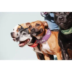 Hurtta Weekend Warrior Halsband 11 Hurtta Weekend Warrior Halsband -Happy Hundchen Geschaft hurtta weekend warrior collar 189084 0500 none