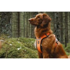 Hurtta Weekend Warrior Geschirr -Happy Hundchen Geschaft hurtta weekend warrior harness 189108 0500 none