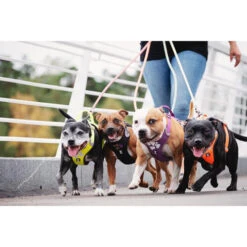 Hurtta Weekend Warrior Geschirr -Happy Hundchen Geschaft hurtta weekend warrior harness 189114 0500 none
