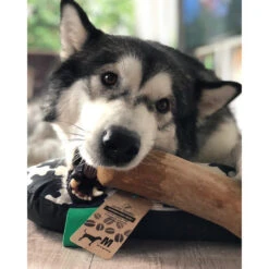 I&I Pet Supplies Kaffeebaum Kauwurzel -Happy Hundchen Geschaft ii pet supplies koffieboom kauw wortel 129623 0500 none