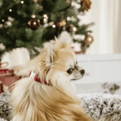 Kentucky Dogwear Corduroy Hundehalsband 17 Kentucky Dogwear Corduroy Hundehalsband -Happy Hundchen Geschaft kentucky dogwear corduroy hondenhalsband 219200 0500 none