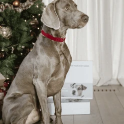 Kentucky Dogwear Corduroy Hundehalsband 14 Kentucky Dogwear Corduroy Hundehalsband -Happy Hundchen Geschaft kentucky dogwear corduroy hondenhalsband 219201 0500 none