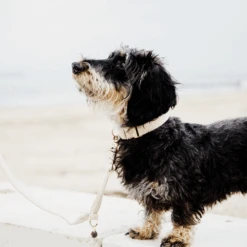 Kentucky Dogwear Hundehalsband Wool -Happy Hundchen Geschaft kentucky dogwear hondenhalsband wool 219704 0500 none