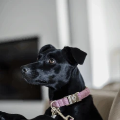 Kentucky Dogwear Hundehalsband Wool -Happy Hundchen Geschaft kentucky dogwear hondenhalsband wool 219710 0500 none