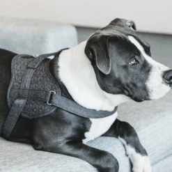 Kentucky Dogwear Hundegeschirr Body Safe Wool 20 Kentucky Dogwear Hundegeschirr Body Safe Wool -Happy Hundchen Geschaft kentucky dogwear hondenharnas body safe wool 219215 0500 none