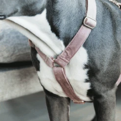 Kentucky Dogwear Hundegeschirr Velvet Loop 16 Kentucky Dogwear Hundegeschirr Velvet Loop -Happy Hundchen Geschaft kentucky dogwear hondenharnas velvet loop 219284 0500 none