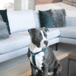 Kentucky Dogwear Hundegeschirr Velvet Loop 15 Kentucky Dogwear Hundegeschirr Velvet Loop -Happy Hundchen Geschaft kentucky dogwear hondenharnas velvet loop 219293 0500 none