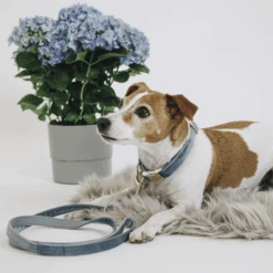 Kentucky Dogwear Hundeleine Velvet 18 Kentucky Dogwear Hundeleine Velvet -Happy Hundchen Geschaft kentucky dogwear hondenlijn velvet 219298 0500 none