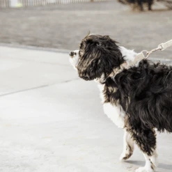 Kentucky Dogwear Hundeleine Wool 25 Kentucky Dogwear Hundeleine Wool -Happy Hundchen Geschaft kentucky dogwear hondenlijn wool 219683 0500 none