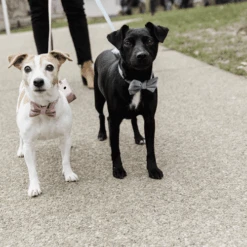 Kentucky Dogwear Fliege Samt -Happy Hundchen Geschaft kentucky dogwear hondenstrikje velvet 219174 0500 none