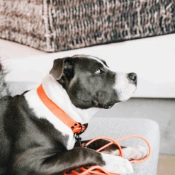 Kentucky Dogwear Schleppleine Soft Rubber -Happy Hundchen Geschaft kentucky dogwear sleeplijn soft rubber 219205 0500 none