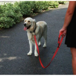 KONG Adjustable Leash 9 KONG Adjustable Leash -Happy Hundchen Geschaft kong adjustable leash zwart 176938 0500 none