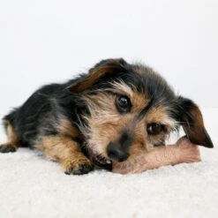 KONG ChewStix Ultra Stick -Happy Hundchen Geschaft kong chewstix ultra stick 180856 0500 none