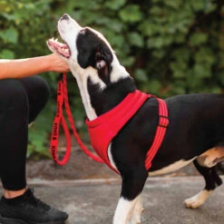 KONG Comfort Harness -Happy Hundchen Geschaft kong comfort harness zwart 178771 0500 none