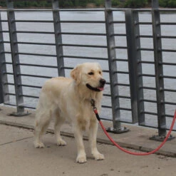 KONG Rope Leash - Schwarz 8 KONG Rope Leash - Schwarz -Happy Hundchen Geschaft kong rope leash 194549 0500 none