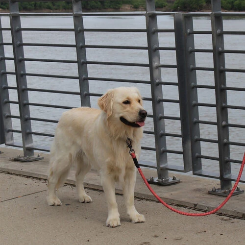 KONG Rope Leash - Schwarz 5 KONG Rope Leash - Schwarz – Bild 3