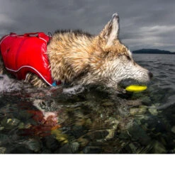 Kurgo Skipping Stones -Happy Hundchen Geschaft kurgo skipping stones 99608 0500 none