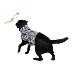 Medical Pet Top Shirt Zebra -Happy Hundchen Geschaft medical pet top shirt zebraprint 150701 0500 none