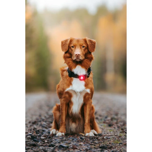 Orbiloc Dog Dual Safety Light 7 Orbiloc Dog Dual Safety Light – Bild 5